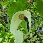 Davidia involucrata 花