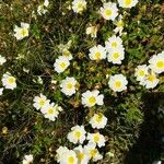 Cistus salviifolius花