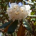 Rhododendron arizelum Flower