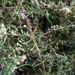 Artemisia scoparia چھال