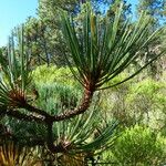 Pinus hartwegii Листок
