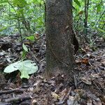 Dichostemma glaucescens Bark