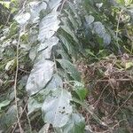 Combretum illairii Hoja
