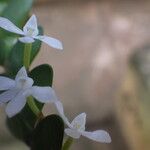 Angraecum aporoides Flower