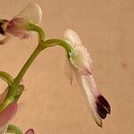 Fumaria capreolata Flower