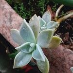 Graptopetalum paraguayense Yeri