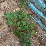 Cardiospermum halicacabum Leaf