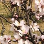 Prunus pedunculata Flor