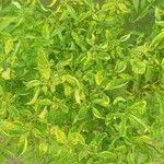 Alternanthera ficoidea Fuelha