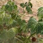 Cnidoscolus angustidens Hoja