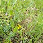 Coronilla scorpioides Flower
