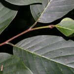 Annona pruinosa Hoja