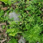 Arenaria lanuginosa ശീലം