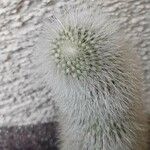 Cleistocactus strausii Altul/Alta