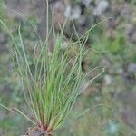 Juncus bufonius 葉