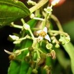 Miconia rubescens その他の提案