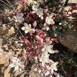 Sedum brevifoliumFlower