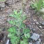 Artemisia princeps Feuille