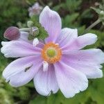 Anemone tomentosa Blomma