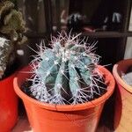 Melocactus azureus Φύλλο