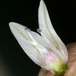 Allium parvum Blüte