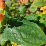 Hypericum × inodorum Leaf