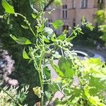 Chenopodium ficifolium Leaf