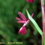 Anacamptis laxiflora Flor