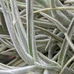 Tillandsia paleacea Yaprak