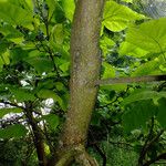 Catalpa bignonioides Bark