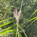 Phragmites australis 花