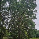 Quercus robur Libunga