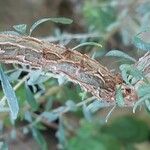 Bursaria spinosa Bark