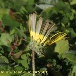 Arctotheca calendula Cvijet