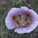 Calochortus superbus Flower