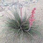 Hesperaloe parviflora 整株植物