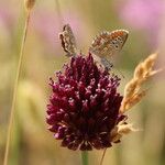 Allium atroviolaceum Çiçek