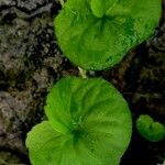 Viola biflora List