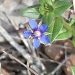 Lysimachia foemina Flower