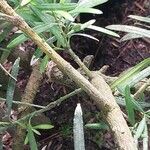 Podocarpus macrophyllus Bark