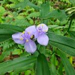 Tradescantia subaspera ᱵᱟᱦᱟ