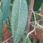 Ficus binnendykii Foglia