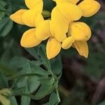 Lotus corniculatus പുഷ്പം