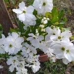 Exochorda racemosa Flower