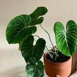 Philodendron gloriosum List