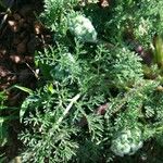 Lomatium dasycarpum Хабит