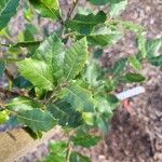 Quercus chrysolepis Yaprak