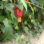 Abutilon megapotamicum Flor