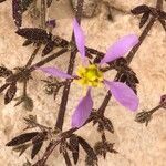 Fagonia glutinosa Flower