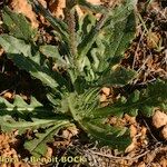 Sisymbrium crassifolium Pokrój